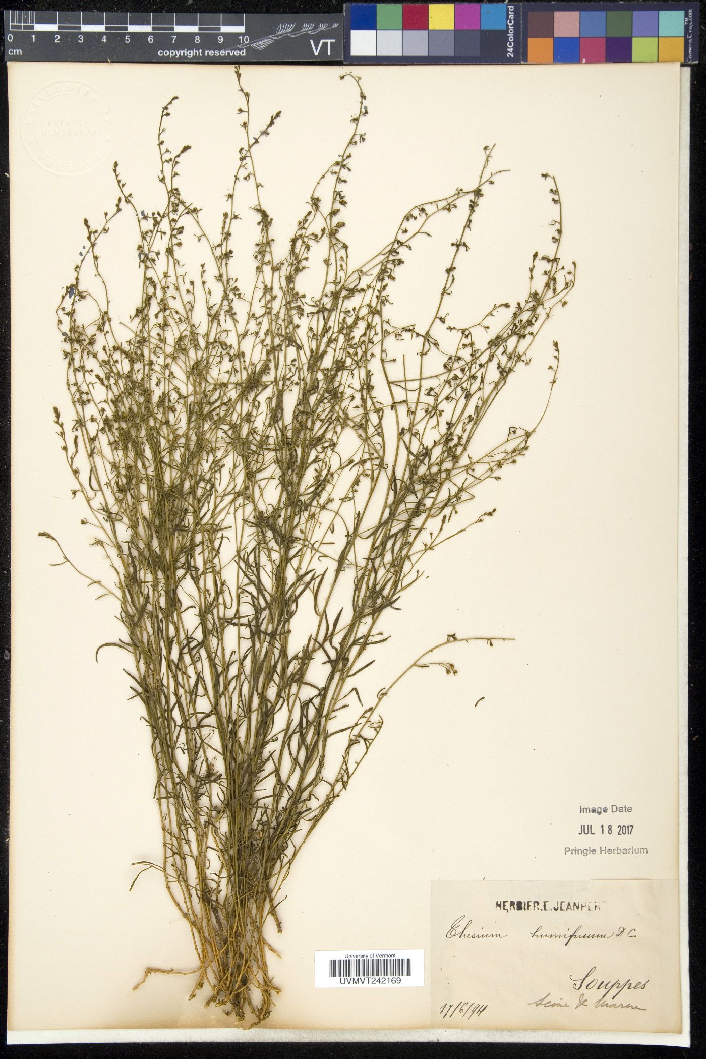Thesium humifusum image