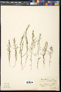 Thesium ebracteatum image