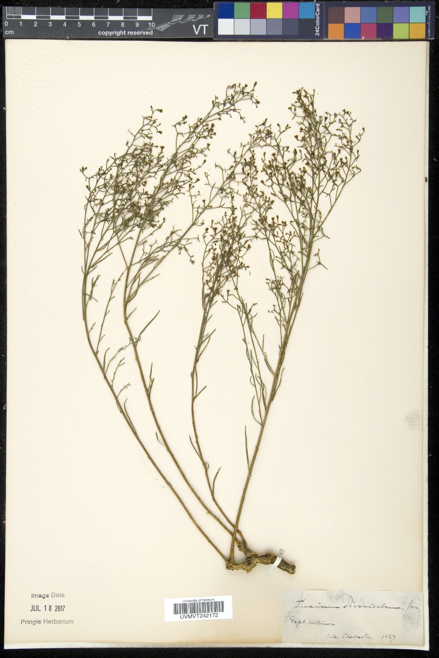 Thesium divaricatum image