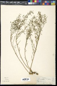 Thesium divaricatum image