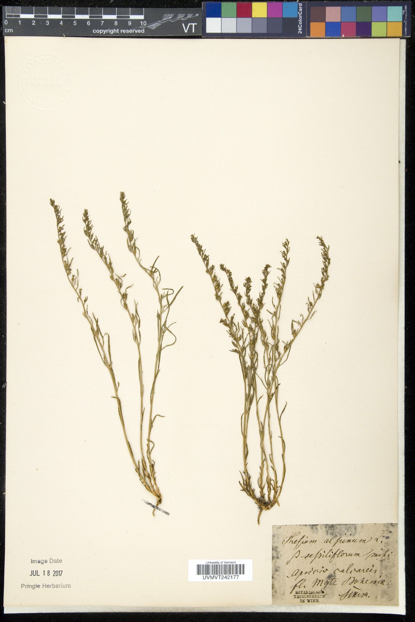 Thesium alpinum image