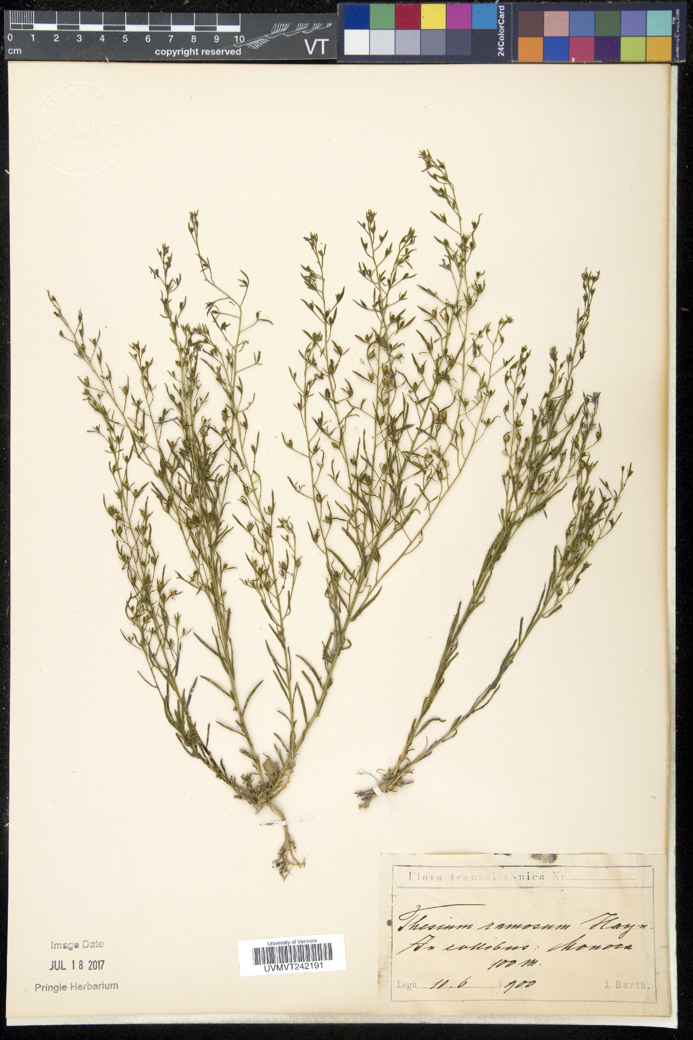 Thesium ramosum image