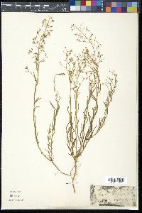 Thesium linophyllon image