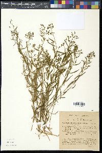 Thesium linophyllon image