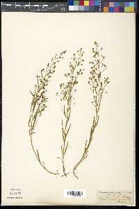 Thesium intermedium image