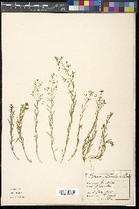 Thesium intermedium image
