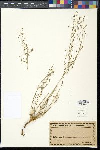 Thesium divaricatum image