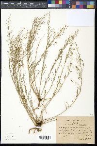 Thesium divaricatum image