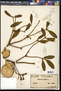 Viscum album image