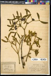 Viscum album image
