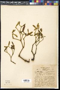 Viscum album image