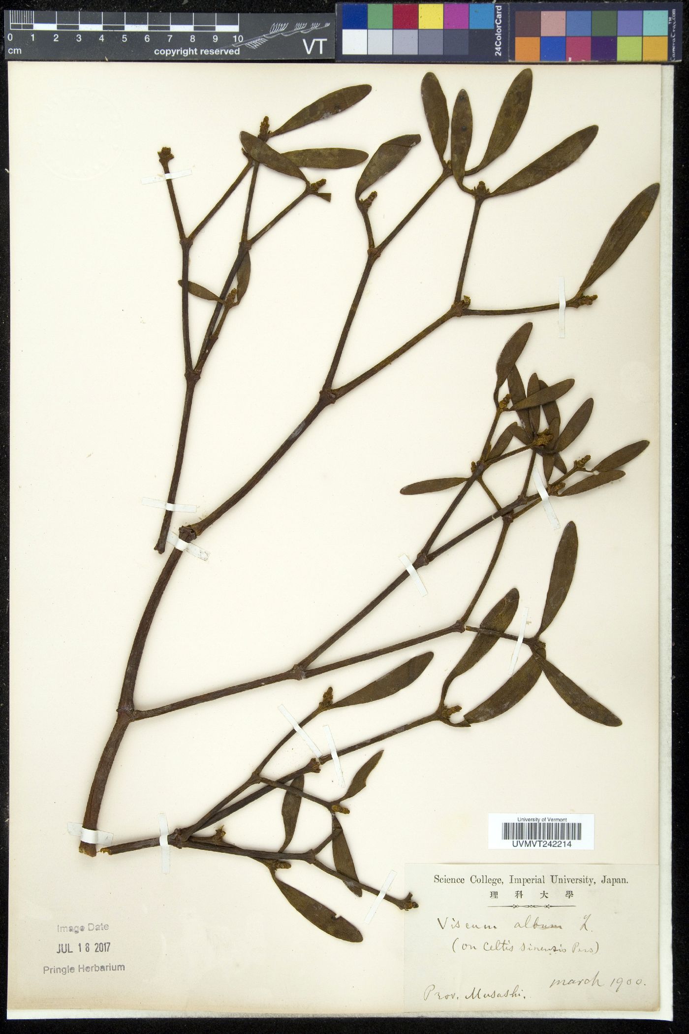 Viscum album image