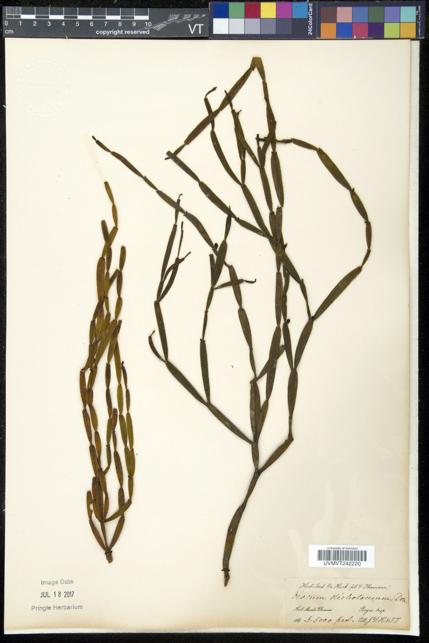 Viscum dichotomum image