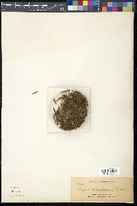 Viscum articulatum image