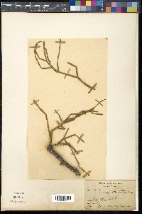Viscum articulatum image