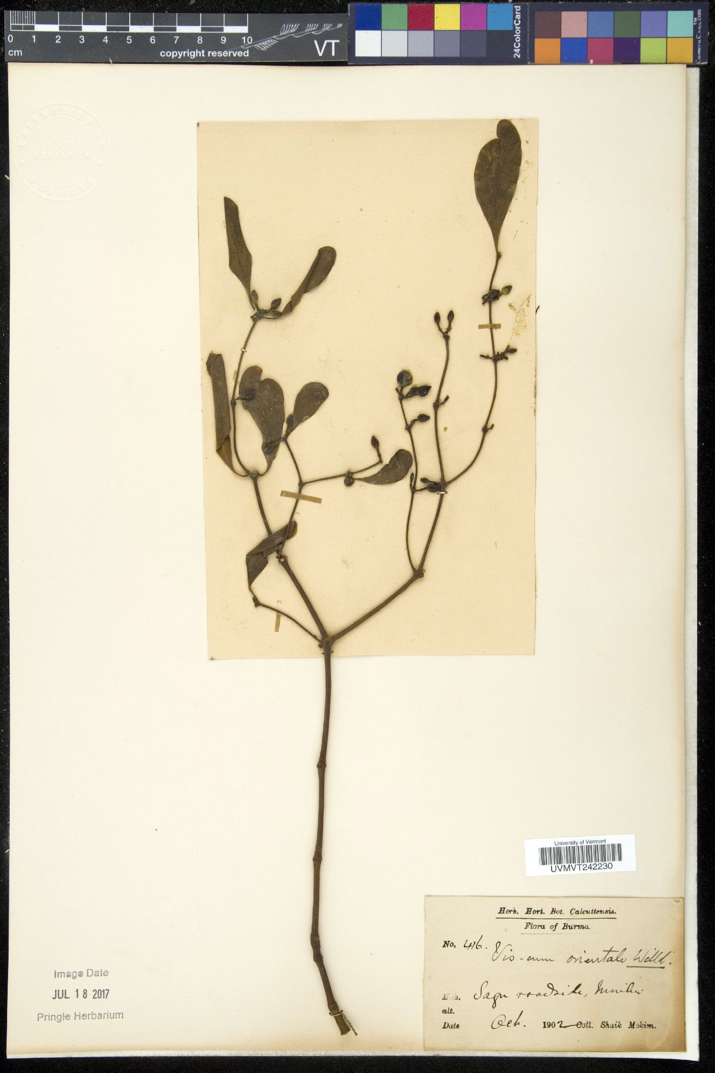 Viscum orientale image