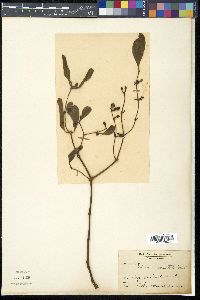 Viscum orientale image