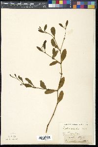 Viscum orientale image