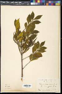 Korthalsella japonica image