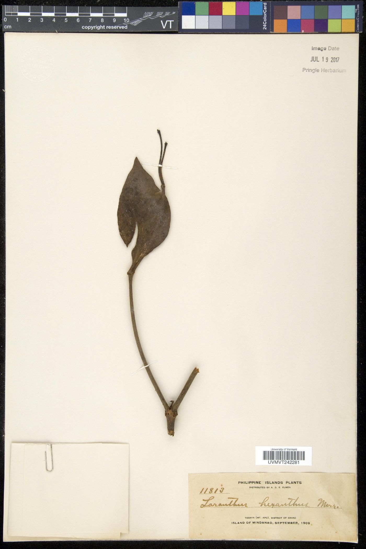 Amyema hexantha image