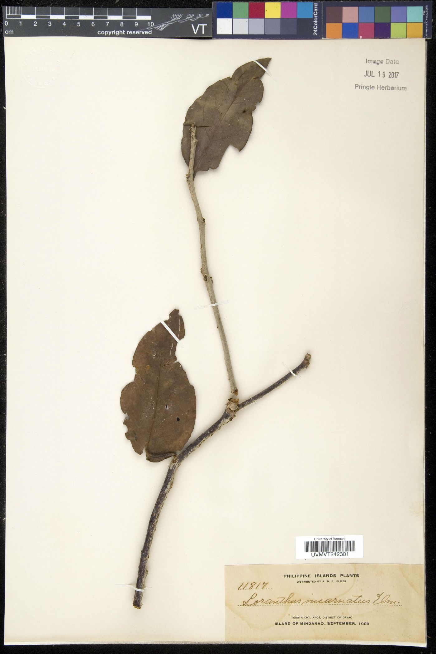 Loranthus incarnatus image