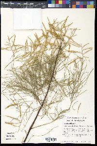 Tamarix gallica image