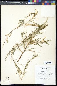 Tamarix gallica image