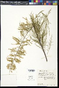 Tamarix chinensis image