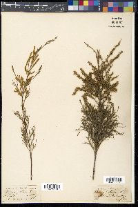 Tamarix gallica image