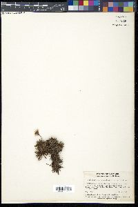 Acantholimon lycopodioides image
