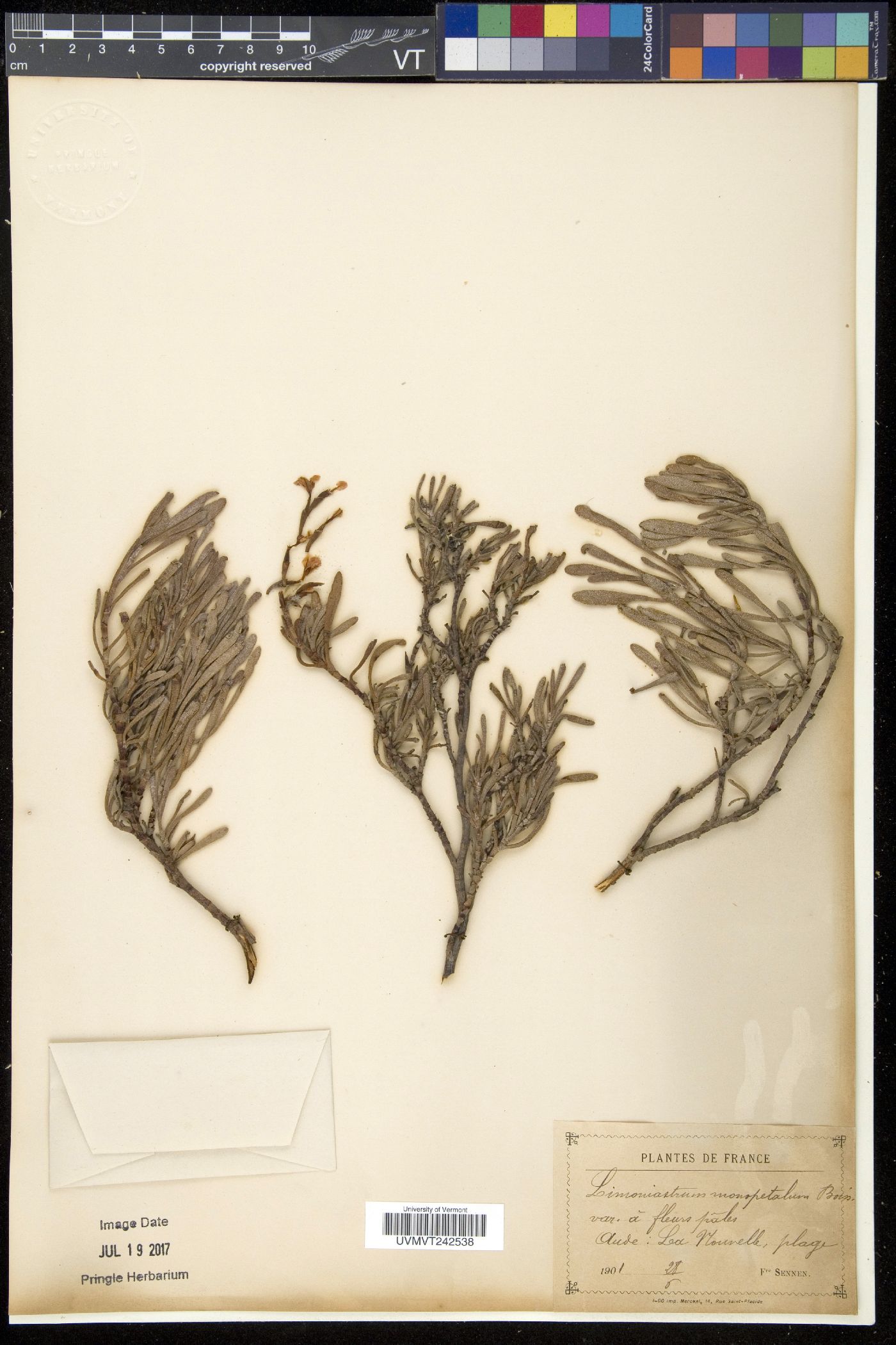 Limoniastrum image