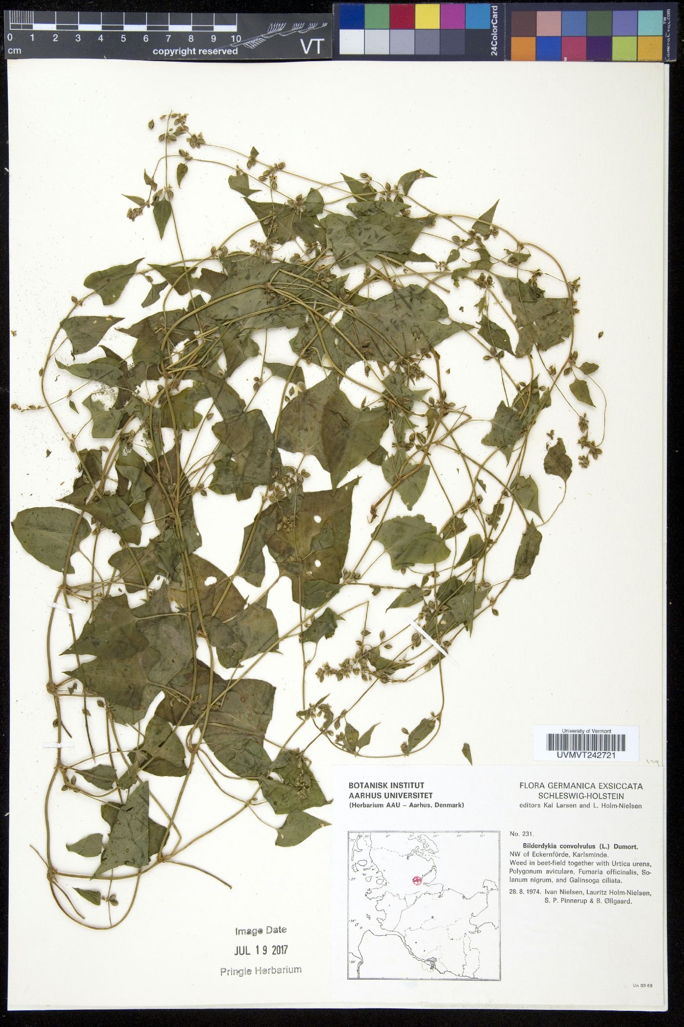 Bilderdykia image