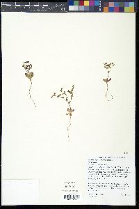 Centrostegia thurberi image
