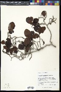 Coccoloba northropiae image