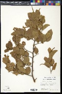 Coccoloba krugii image
