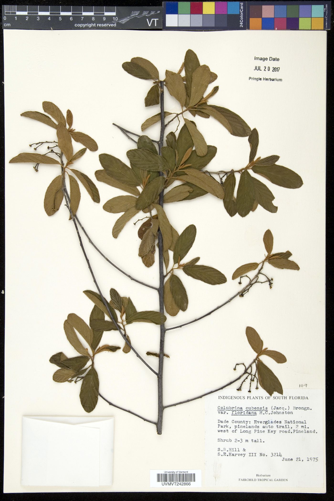 Colubrina cubensis image
