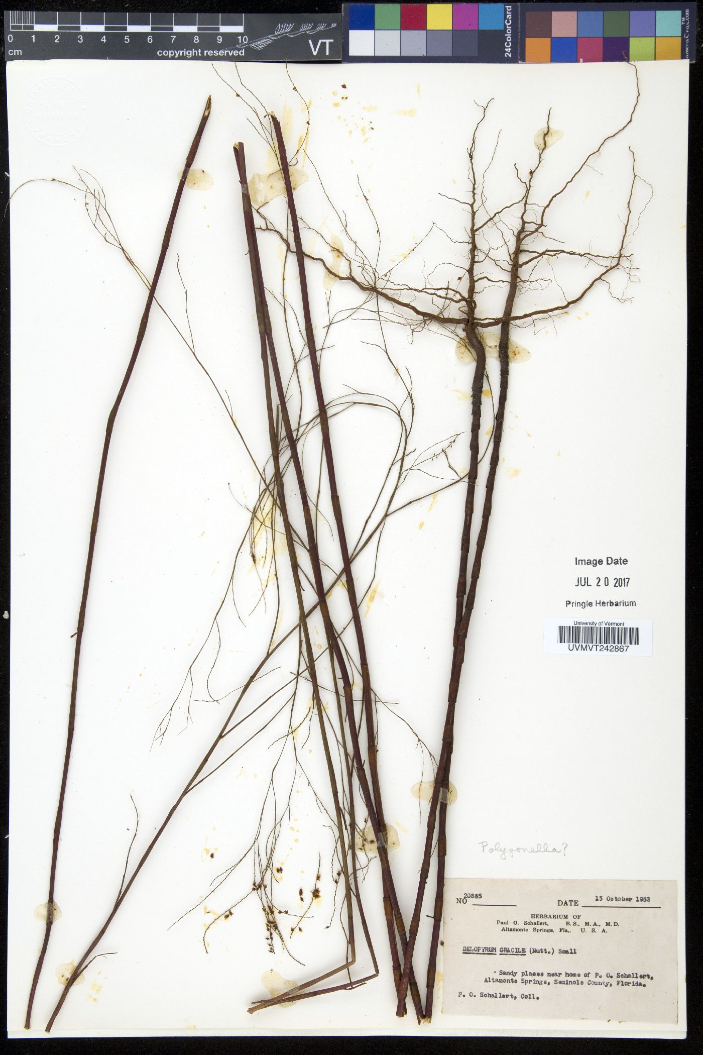 Delopyrum image
