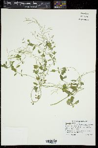 Cardamine debilis image