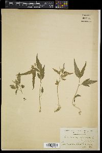 Cardamine africana image