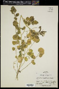 Cardamine scutata image