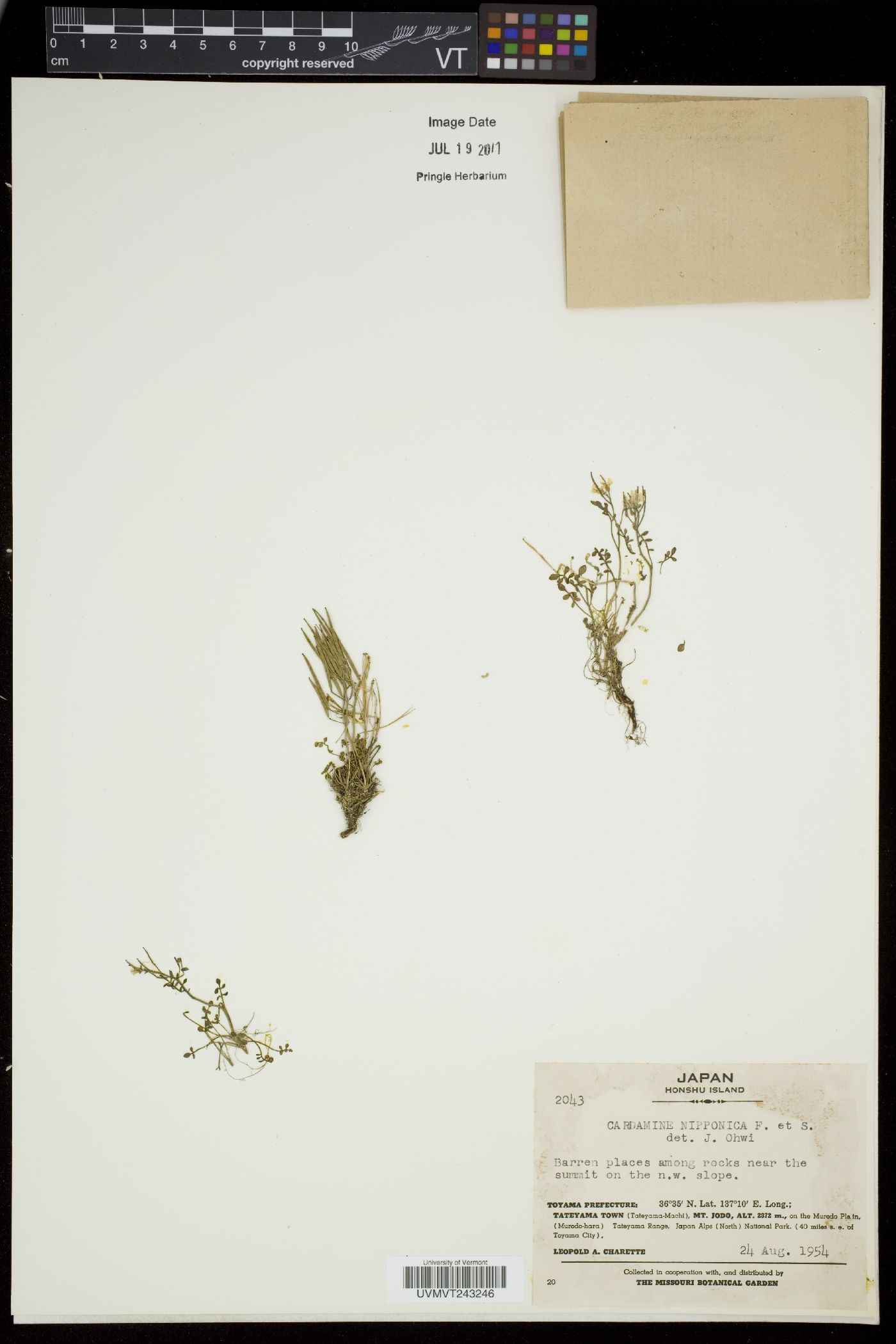 Cardamine nipponica image