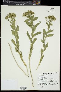 Lepidium draba image