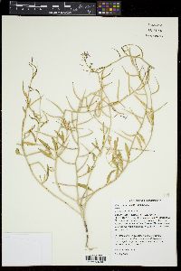 Chorispora tenella image