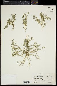 Lepidium didymum image