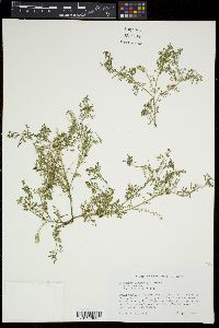 Lepidium didymum image
