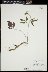 Cardamine diphylla image