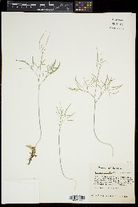 Cardamine dissecta image