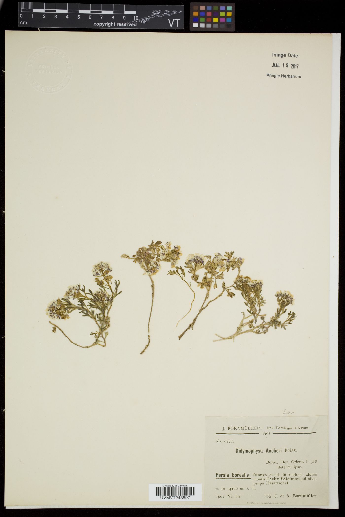 Didymophysa image