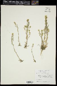 Draba aurea image