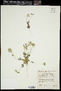 Draba cuneifolia image